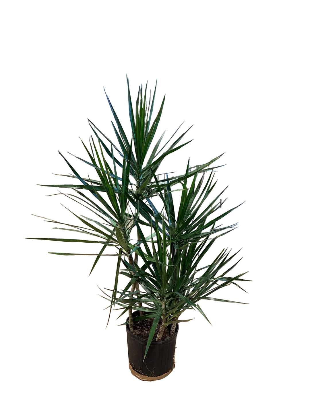 staggered dracaena marginata 10" Dracaena Marginata – Element by Shangri-La