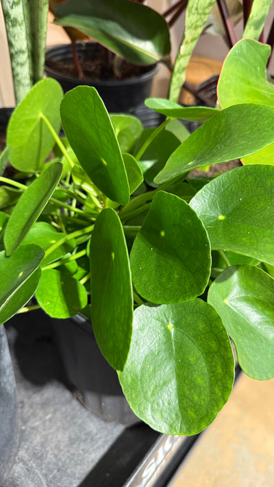 Chinese Money Plant 8"