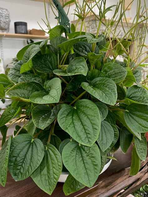 Peperomia Rana Verde HB – Element by Shangri-La