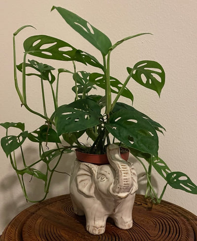 Philodendron sp Swiss Cheese