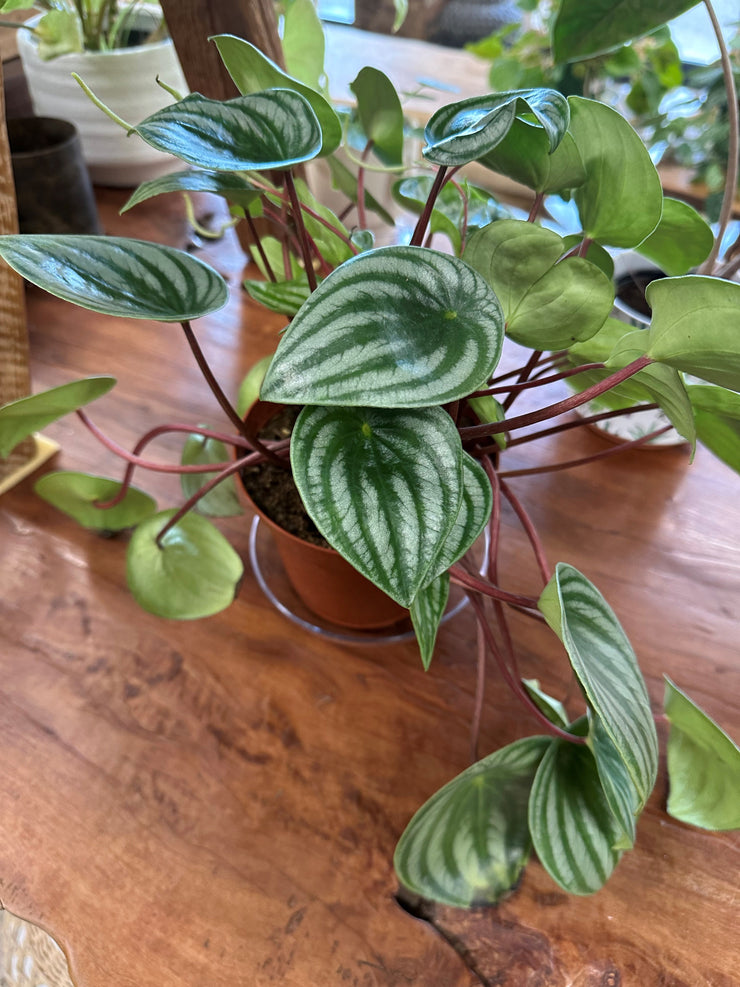 Peperomia Watermelon