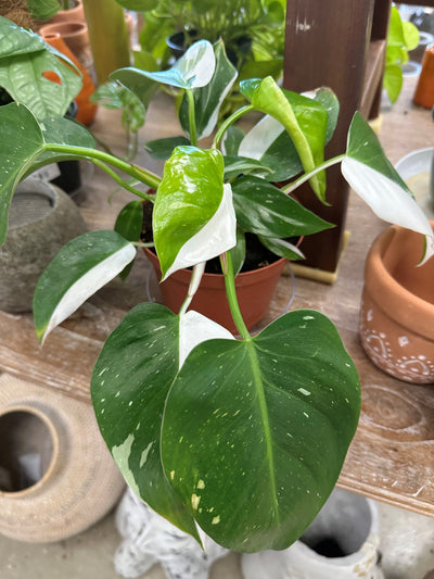 Philodendron sp White Wizard