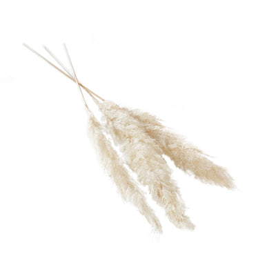 Pampas Grass- White (47"-53")