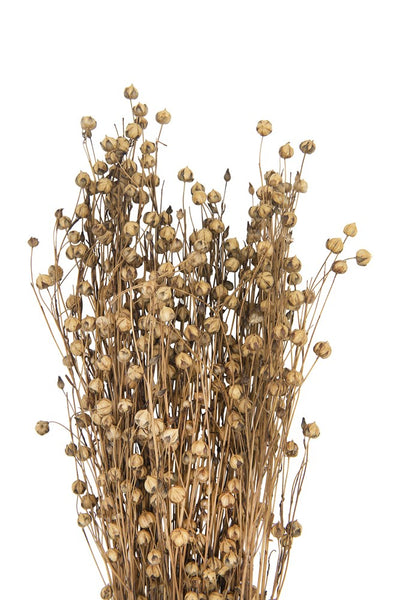 Dried Natural Flax Bunch