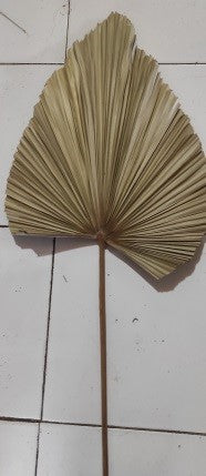 Medium Palm Leaf