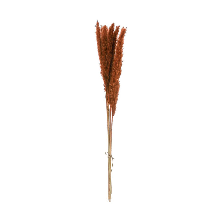 Dried Natural Pampas Grass (Saffron)