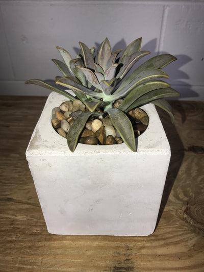 Cole Pot with Succulent