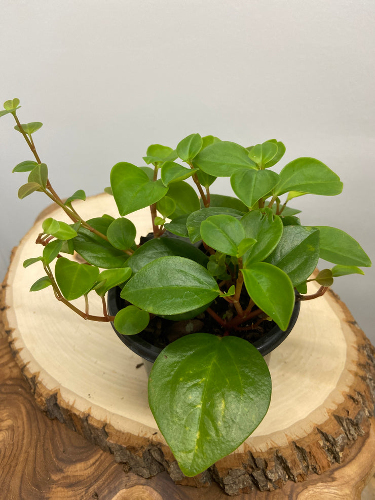 Peperomia Cubensis - 4" planter pot