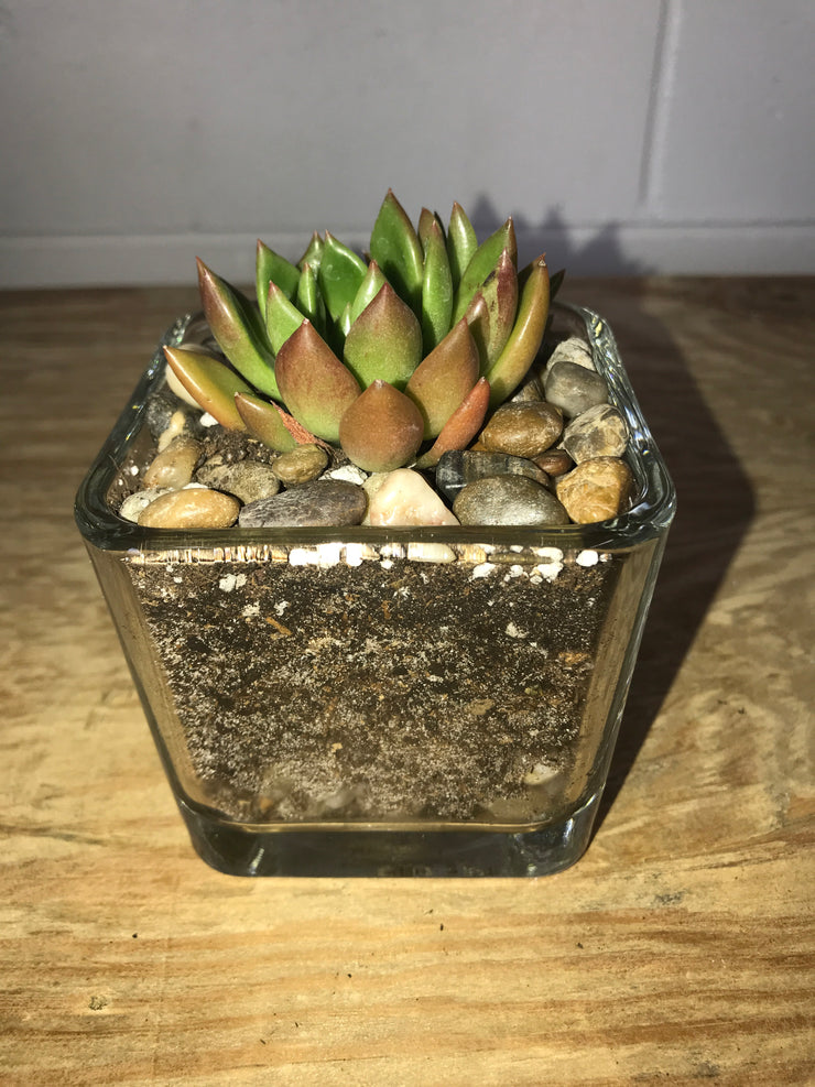 Clear glass cube with Succulent - 3"