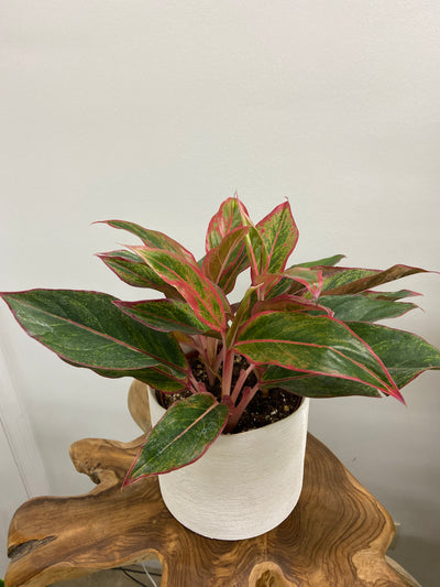 Red Aglaonema Creta- 6" planter pot
