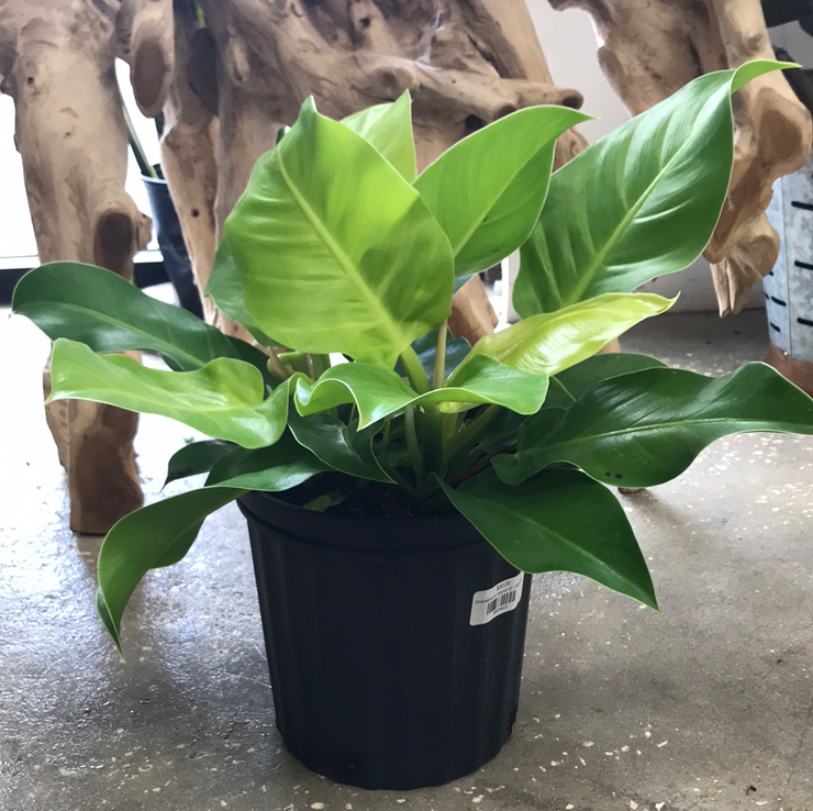 Philodendron Hybrid- 8"