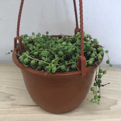 String of Pearls - 6" Hanging Basket