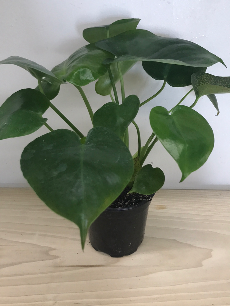 Philodendron Heart Leaf- 4"