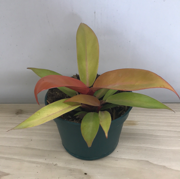 Philodendron Hybrid - 4"