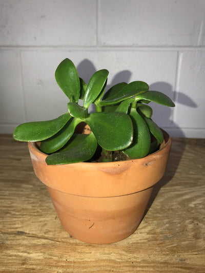 Jade Plant Succulent - 5"