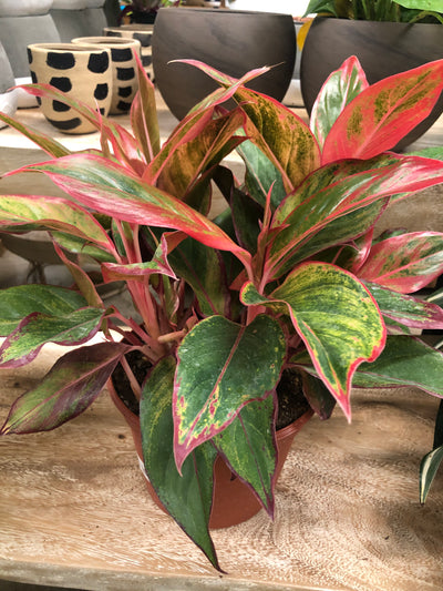 Red Aglaonema Creta - 8" planter pot