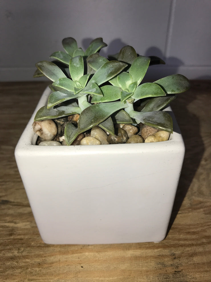 White glass cube with Succulent - 4"