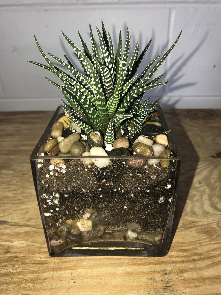 Clear glass cube with Succulent - 4"